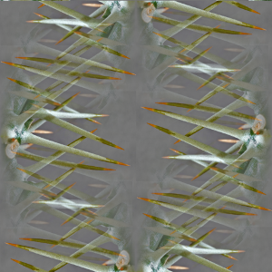 spines